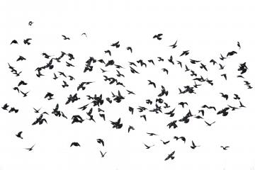 Flock of birds